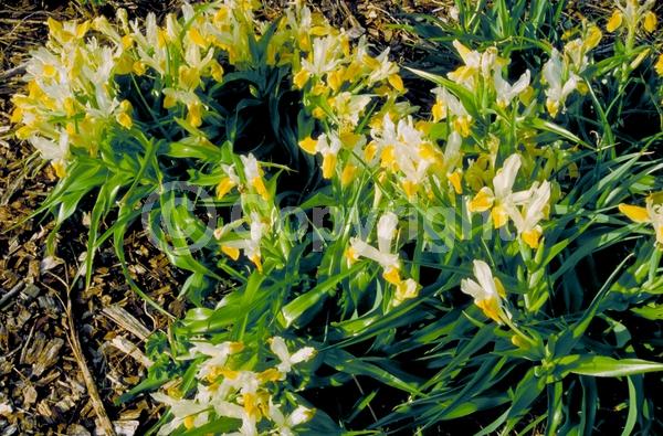 Yellow blooms; White blooms; Deciduous; Broadleaf