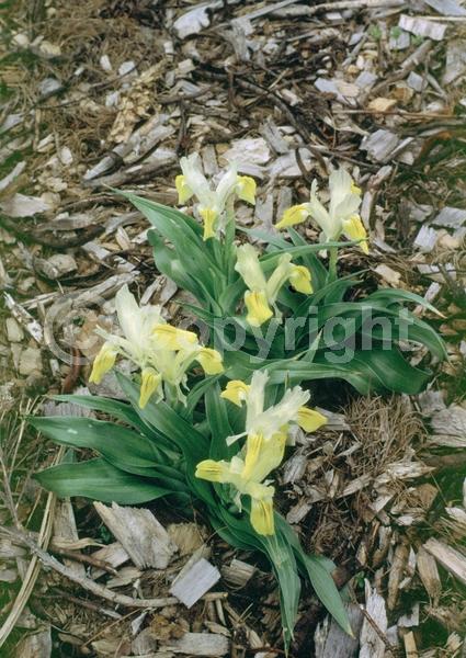 Yellow blooms; White blooms; Deciduous; Broadleaf