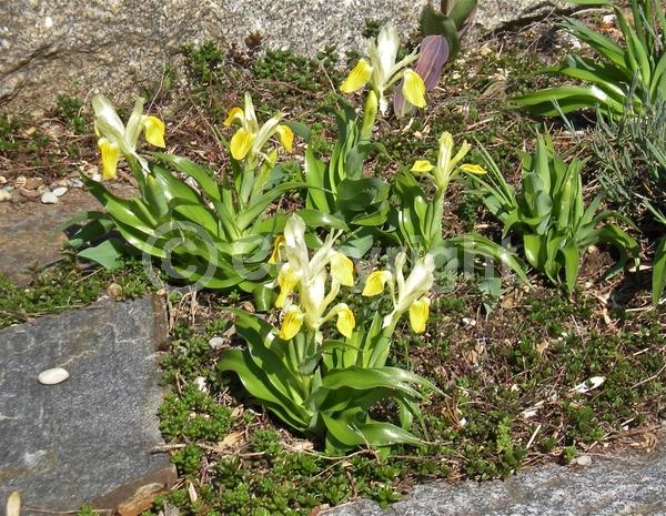 Yellow blooms; White blooms; Deciduous; Broadleaf