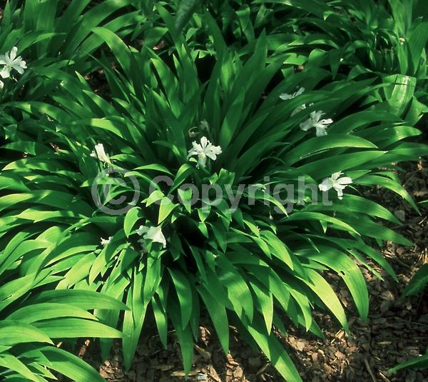 White blooms; North American Native