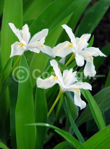 White blooms; North American Native