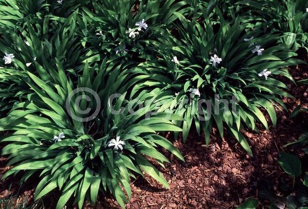 White blooms; North American Native