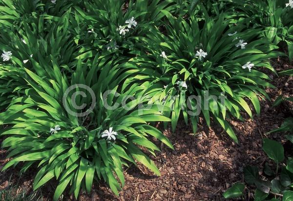 White blooms; North American Native