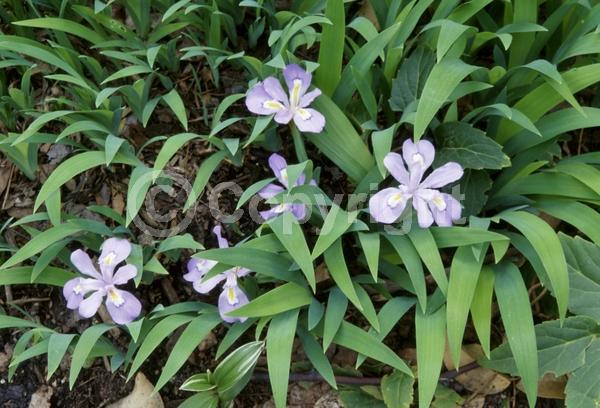 Blue blooms; Purple blooms; White blooms; Deciduous; North American Native