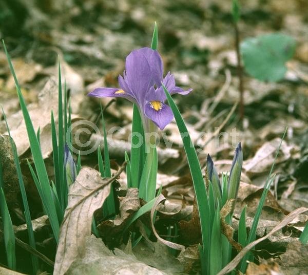 Blue blooms; Purple blooms; White blooms; Deciduous; North American Native