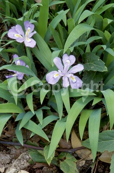 Blue blooms; Purple blooms; White blooms; Deciduous; North American Native