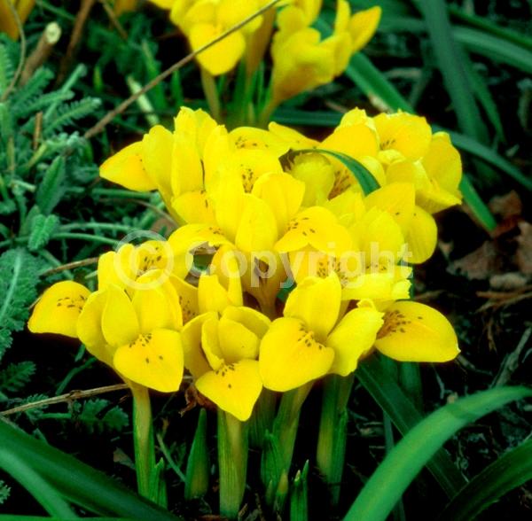 Yellow blooms; Deciduous; Broadleaf
