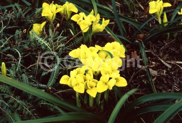 Yellow blooms; Deciduous; Broadleaf