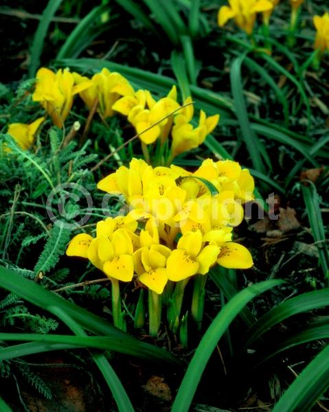 Yellow blooms; Deciduous; Broadleaf