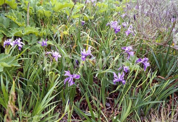 Red blooms; Blue blooms; Purple blooms; White blooms; Lavender blooms; Evergreen; Broadleaf; North American Native