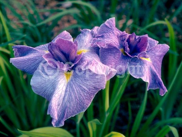 Red blooms; Purple blooms; Pink blooms; Deciduous; North American Native