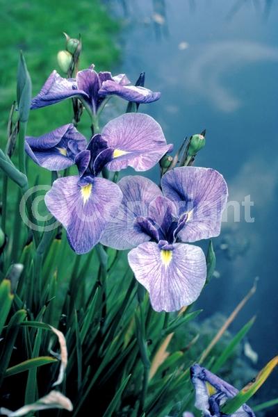 Red blooms; Purple blooms; Pink blooms; Deciduous; North American Native