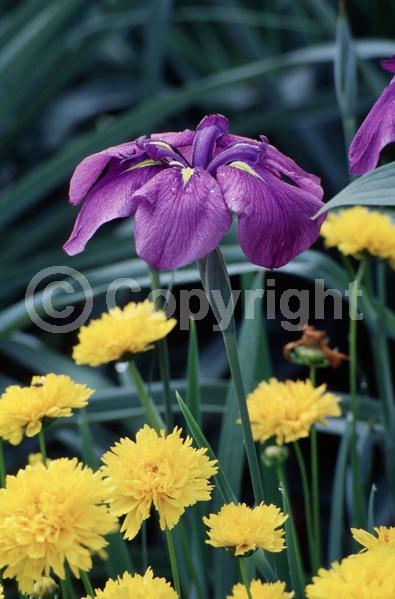 Red blooms; Purple blooms; Pink blooms; Deciduous; North American Native