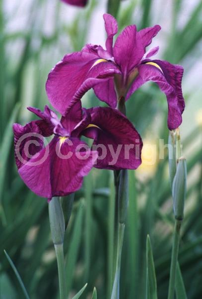 Red blooms; Purple blooms; Pink blooms; Deciduous; North American Native