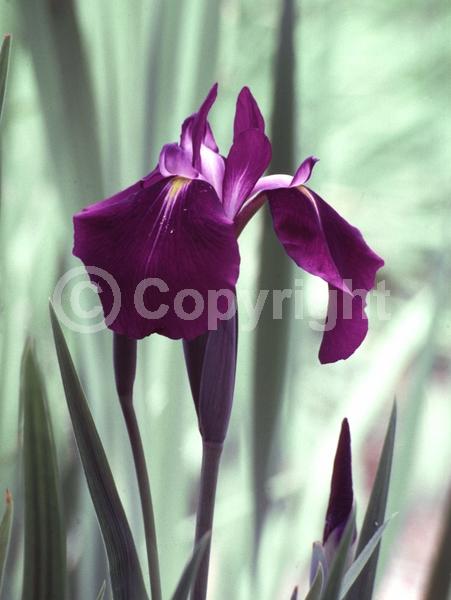 Red blooms; Purple blooms; Pink blooms; Deciduous; North American Native