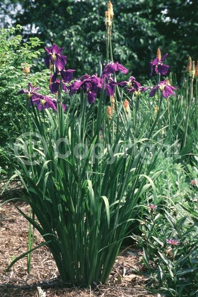 Red blooms; Purple blooms; Pink blooms; Deciduous; North American Native