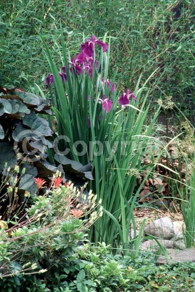 Red blooms; Purple blooms; Pink blooms; Deciduous; North American Native