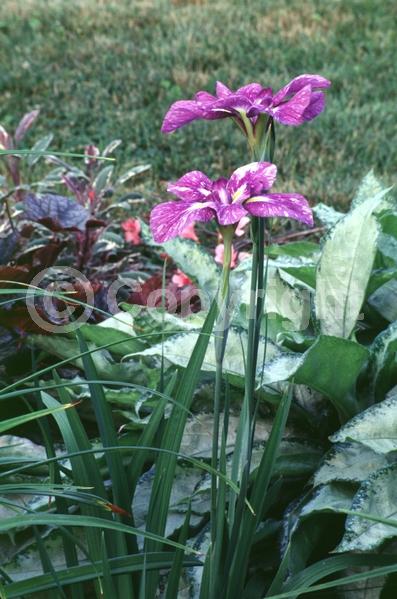 Red blooms; Purple blooms; Pink blooms; Deciduous; North American Native
