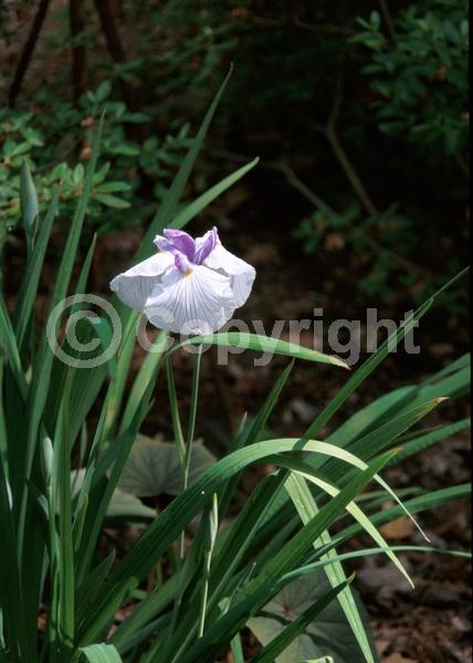 Red blooms; Purple blooms; Pink blooms; Deciduous; North American Native