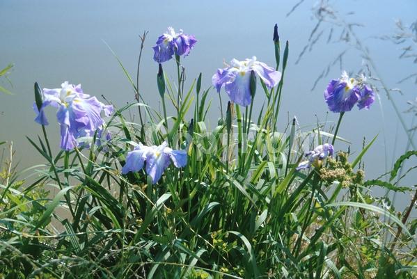 Red blooms; Purple blooms; Pink blooms; Deciduous; North American Native