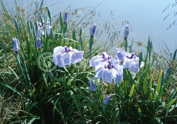 Red blooms; Purple blooms; Pink blooms; Deciduous; North American Native