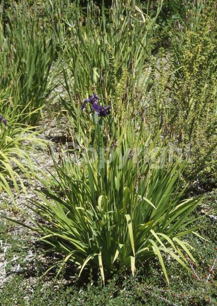 Red blooms; Purple blooms; Pink blooms; Deciduous; North American Native