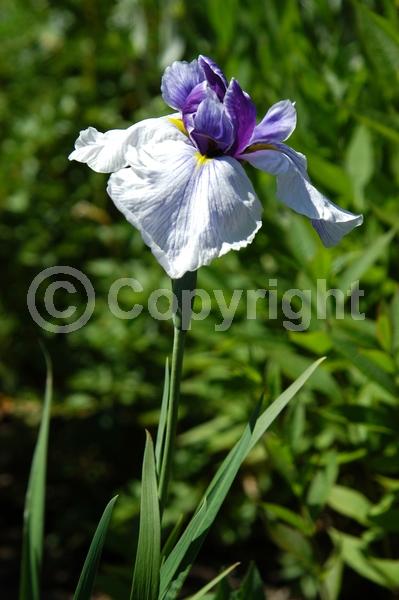 Red blooms; Purple blooms; Pink blooms; Deciduous; North American Native