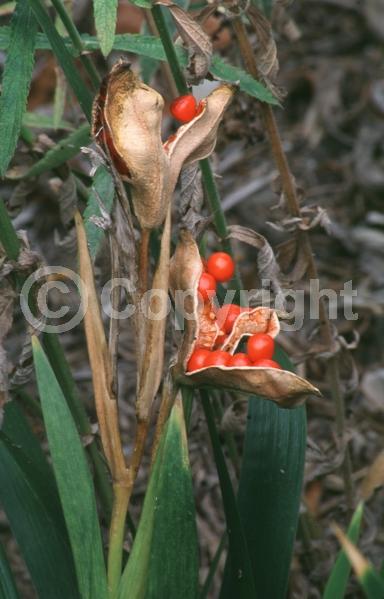 Yellow blooms; Purple blooms