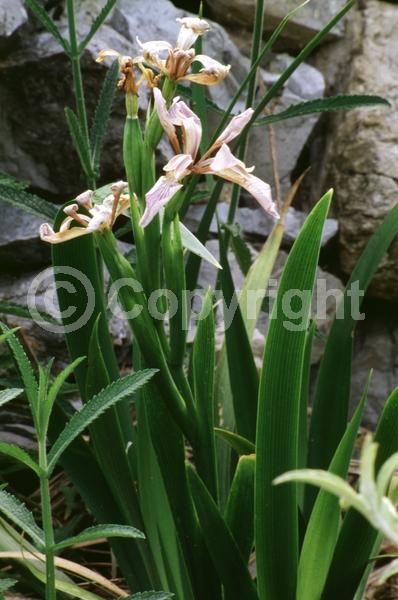 Yellow blooms; Purple blooms