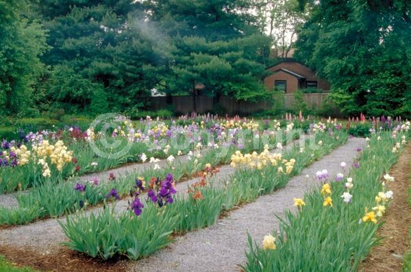 Red blooms; Orange blooms; Yellow blooms; Blue blooms; Purple blooms; White blooms; Pink blooms; Deciduous; Broadleaf