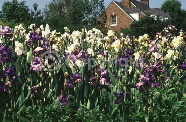 Red blooms; Orange blooms; Yellow blooms; Blue blooms; Purple blooms; White blooms; Pink blooms; Deciduous; Broadleaf