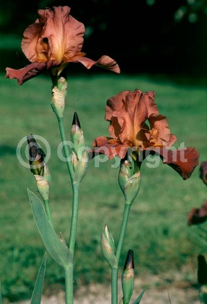 Red blooms; Orange blooms; Yellow blooms; Blue blooms; Purple blooms; White blooms; Pink blooms; Deciduous; Broadleaf
