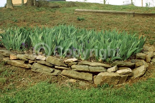 Red blooms; Orange blooms; Yellow blooms; Blue blooms; Purple blooms; White blooms; Pink blooms; Deciduous; Broadleaf