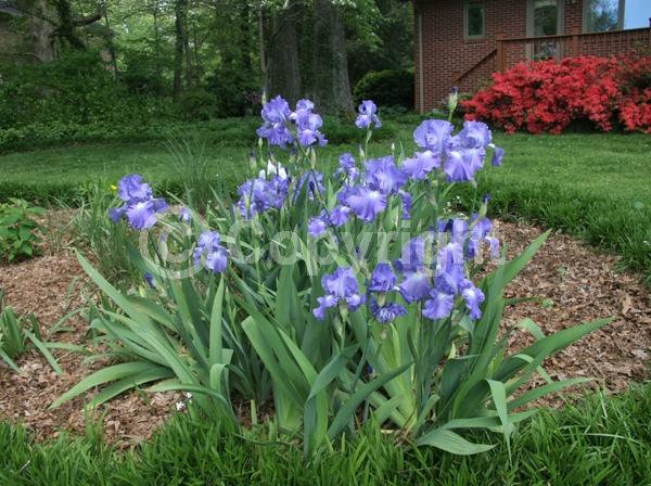 Red blooms; Orange blooms; Yellow blooms; Blue blooms; Purple blooms; White blooms; Pink blooms; Deciduous; Broadleaf