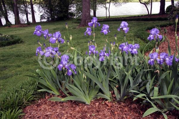 Red blooms; Orange blooms; Yellow blooms; Blue blooms; Purple blooms; White blooms; Pink blooms; Deciduous; Broadleaf