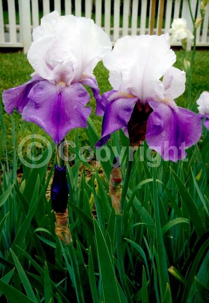 Red blooms; Orange blooms; Yellow blooms; Blue blooms; Purple blooms; White blooms; Pink blooms; Deciduous; Broadleaf