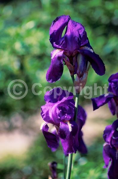 Orange blooms; Blue blooms