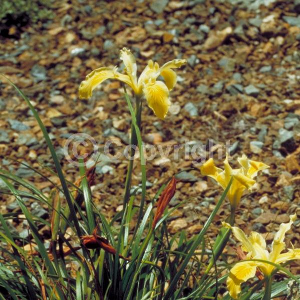 Yellow blooms; Purple blooms; Pink blooms; Deciduous; Broadleaf; North American Native