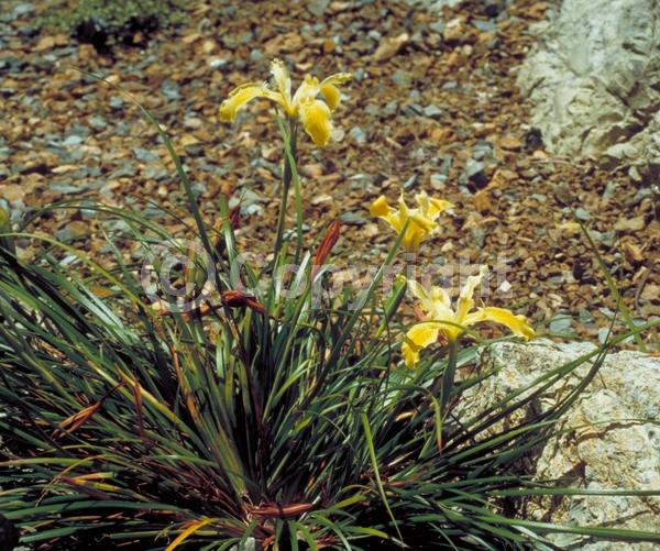 Yellow blooms; Purple blooms; Pink blooms; Deciduous; Broadleaf; North American Native