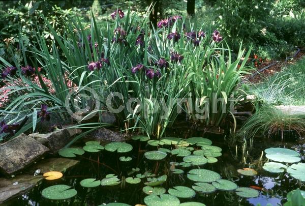 Purple blooms; Black blooms; Evergreen