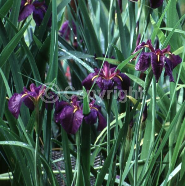 Purple blooms; Black blooms; Evergreen