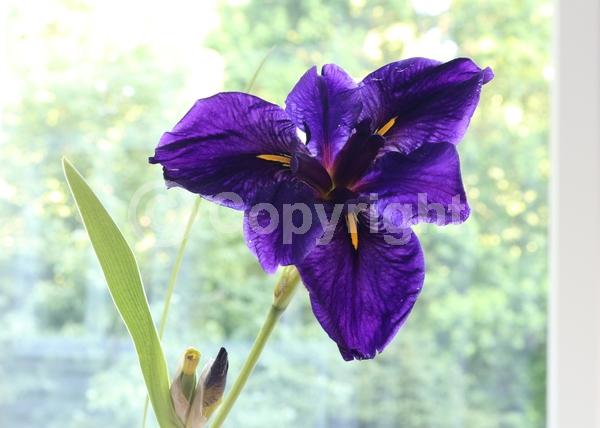 Purple blooms; Black blooms; Evergreen