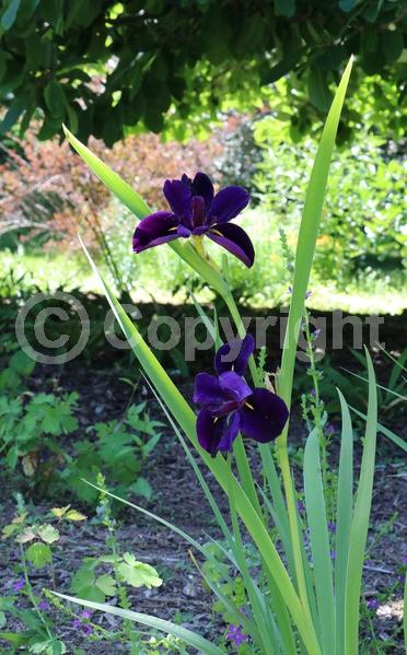 Purple blooms; Black blooms; Evergreen