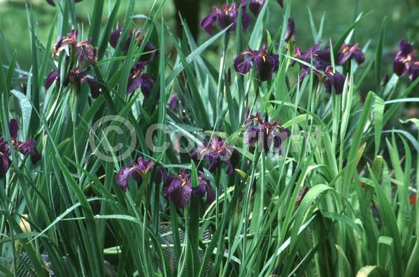 Purple blooms; Black blooms; Evergreen