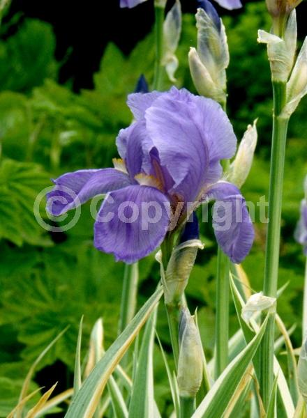 Blue blooms; Purple blooms; Deciduous; Broadleaf