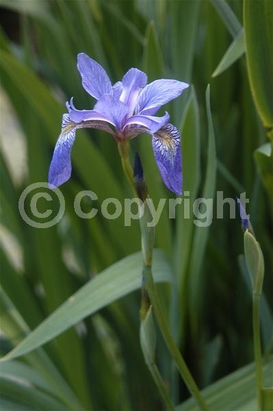 Blue blooms; Purple blooms; North American Native