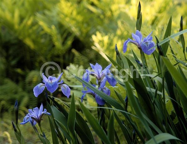 Blue blooms; Purple blooms; North American Native