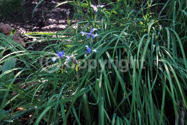 Blue blooms; Purple blooms; North American Native