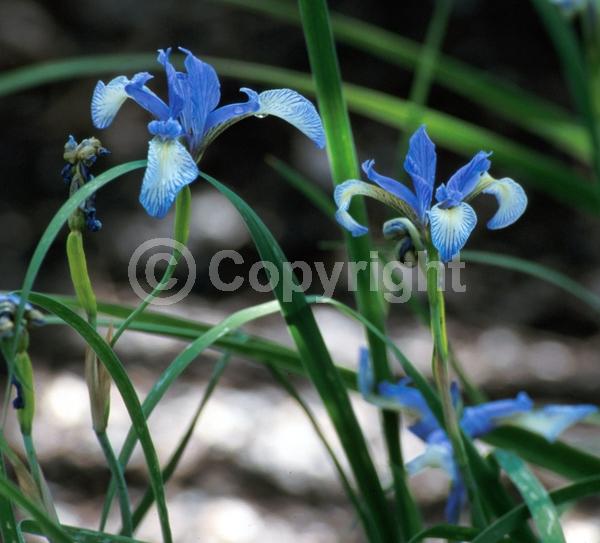 Blue blooms; Purple blooms; North American Native