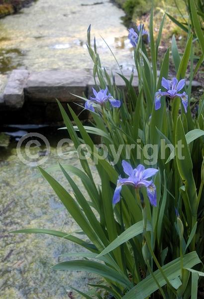 Blue blooms; Purple blooms; North American Native